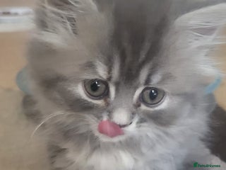 Siberian cats - Advert 9