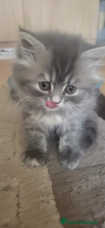 Siberian cats - Advert 16