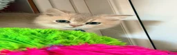 British Shorthair cats for sale: Lilac GCCF registered BSH kittens in Swansea - Advert 7