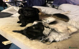 Border Collie dogs for adoption: Meet LOKI !  He desperately needs a Loving Home ! - Image 6