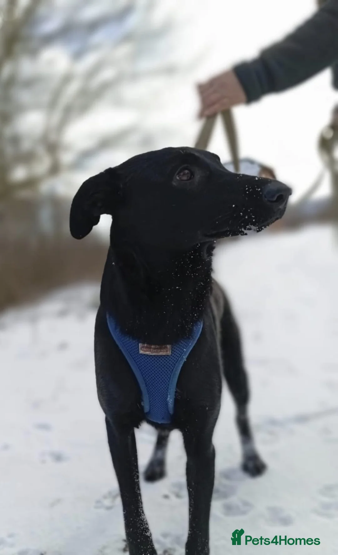 Mixed Breed dogs for adoption: ❤️🐶Chara & Ada - Advert 17