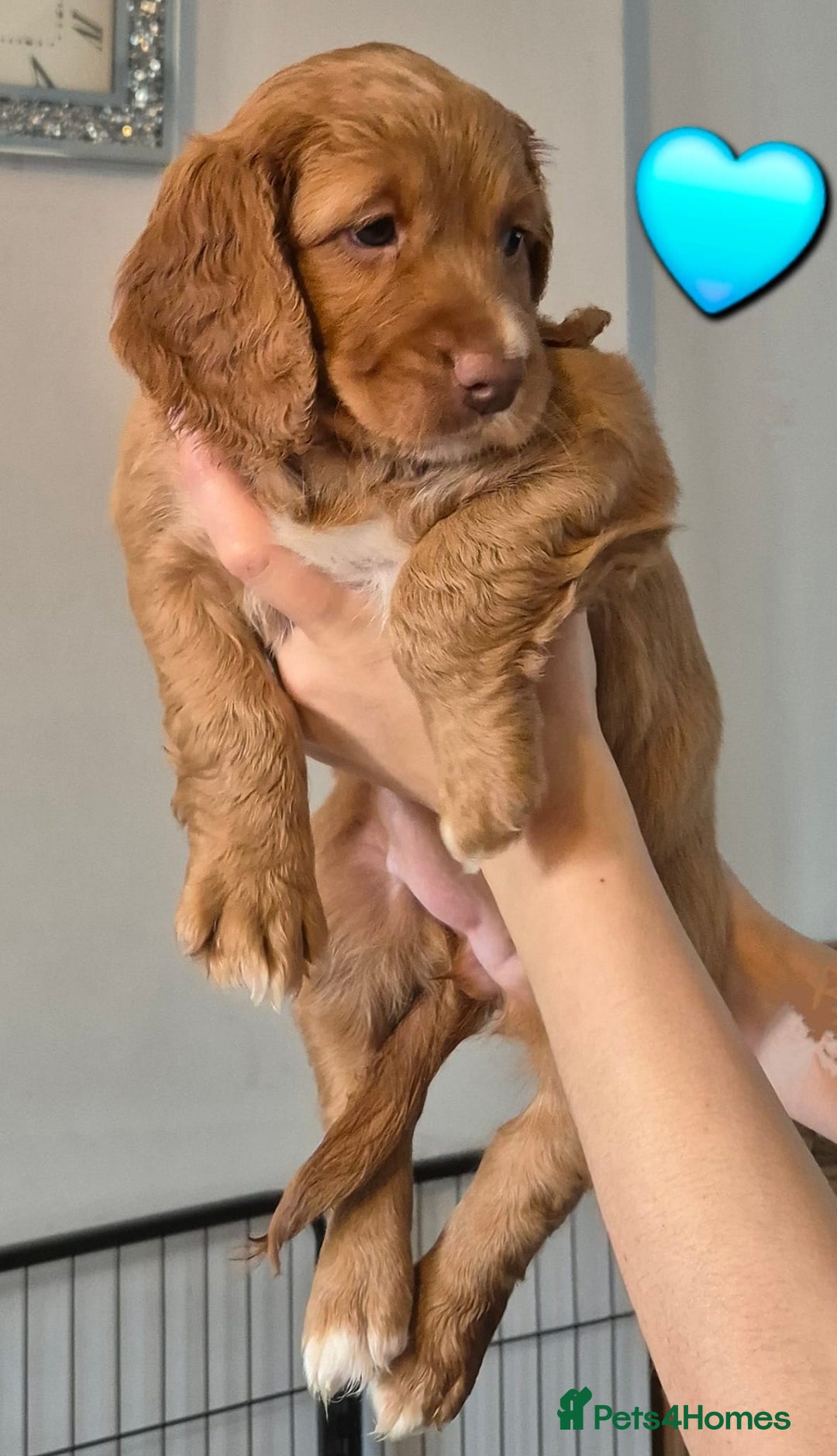 Cockapoo dogs for sale: F1B Cockapoo's - Image 8