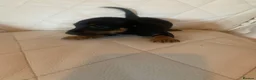 Dachshund dogs for sale: 5 dachund puppies for sale 2 boys 3 girls - Advert 13