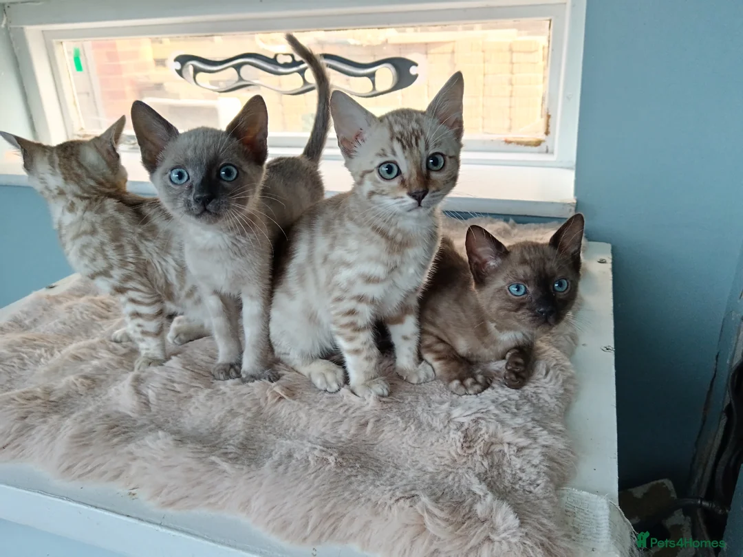 Bengal cats for stud: Silver blue mink pure Bengal stud - Advert 2