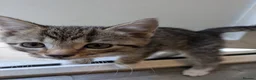 Mixed Breed cats for sale: Male Kittens Ready for Loving Homes  - Advert 3