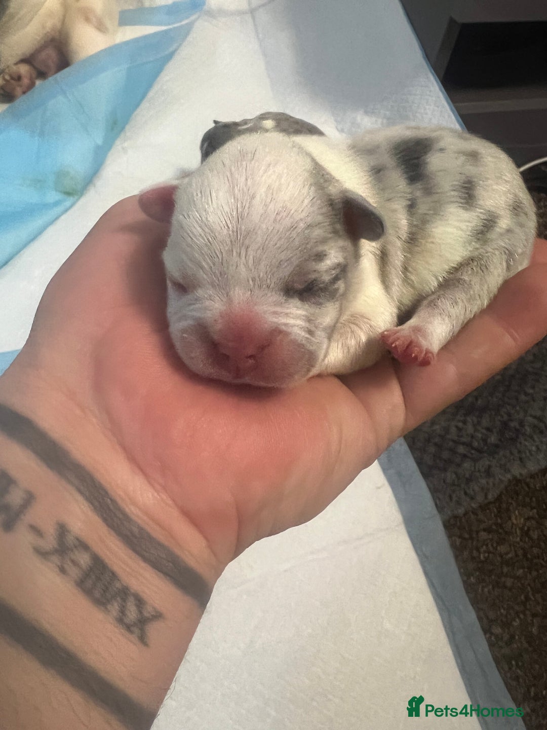 French Bulldog dogs for sale: French puppy  - Advert 3