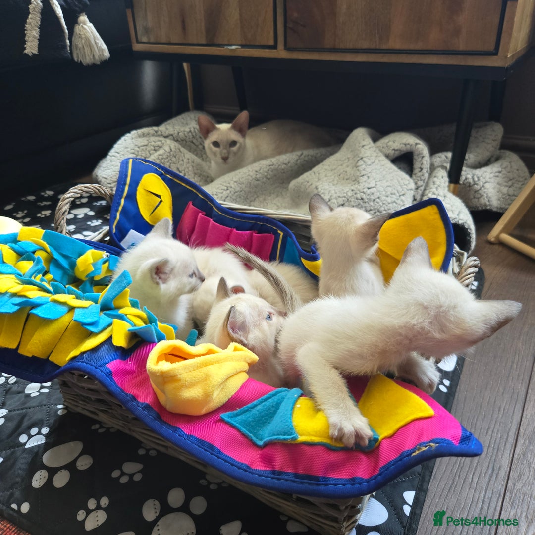 Tonkinese cats for sale: Registered, pedigree 1st generation,  VET checked  - Image 11