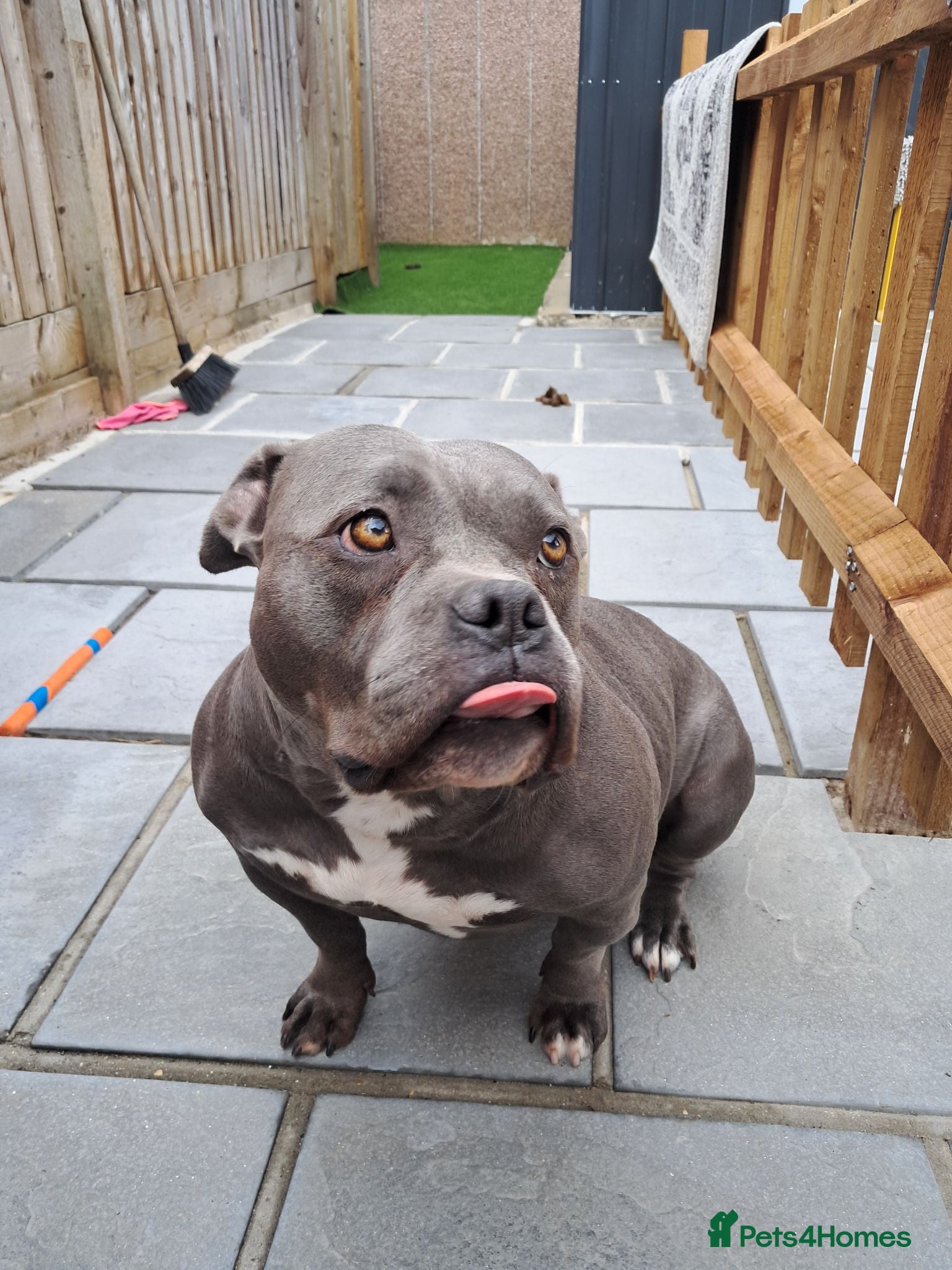 American Bully dogs Kc registered 4 Yr old American pocket bully - Advert 12