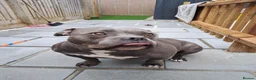 American Bully dogs for sale:  4 Yr old American pocket bully - Advert 1