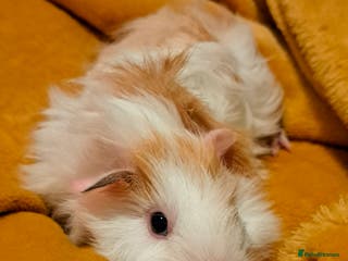 Guinea Pig rodents Young boar Guinea pigs for sale - Advert 11