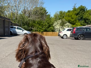Cocker Spaniel dogs in Cockermouth - Advert 16