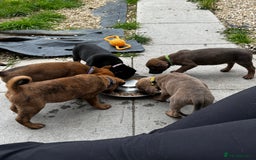 Mixed Breed dogs for sale: Rottweiler X American Bulldogs  - Image 1