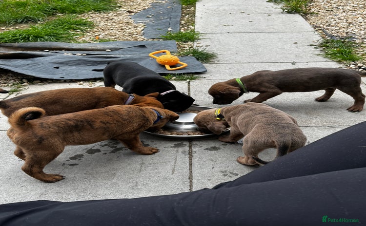 Mixed Breed dogs - Advert 10