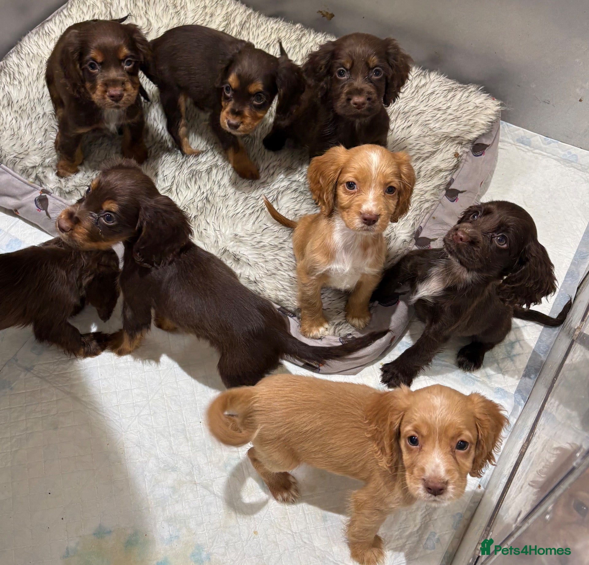 Cocker Spaniel dogs for sale: Beautiful kc working cocker spaniels  - Advert 1