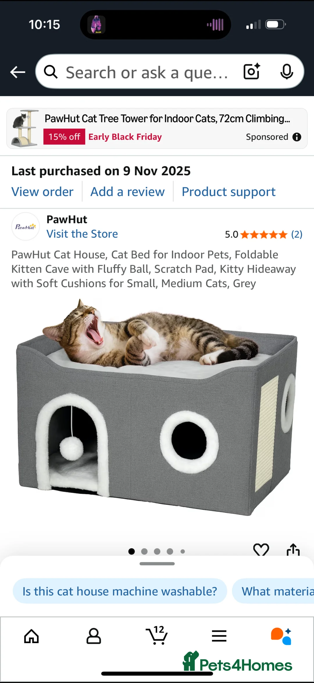 Mixed Breed cats for sale: Kitten  - Advert 2