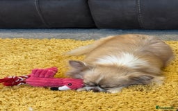 Chihuahua dogs for sale: Female Chihuahua  - Image 1