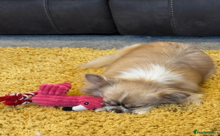 Chihuahua dogs - Advert 1