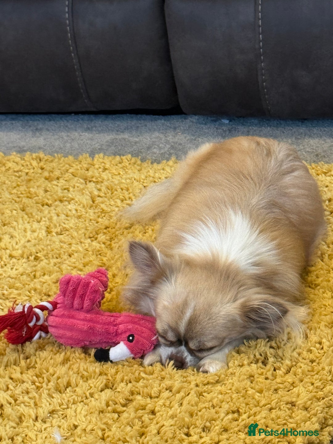 Chihuahua dogs for sale: Female Chihuahua  - Image 1