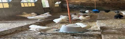 Chickens poultry for sale: Brarmha - Advert 5