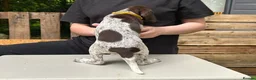 German Shorthaired Pointer dogs for sale: KC Reg GSP Pups (5 LEFT!) - Advert 27