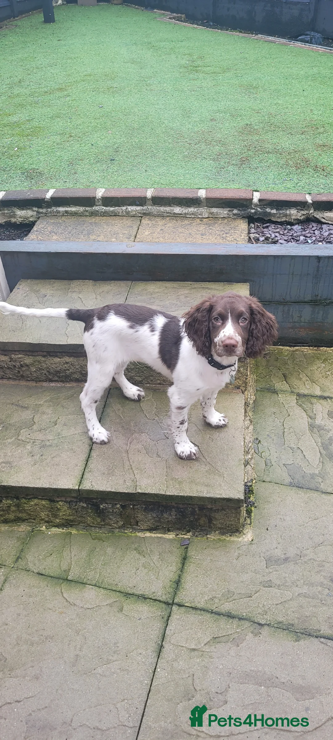 English Springer Spaniel dogs for sale: 6 month old English Springer Spaniel  - Advert 4