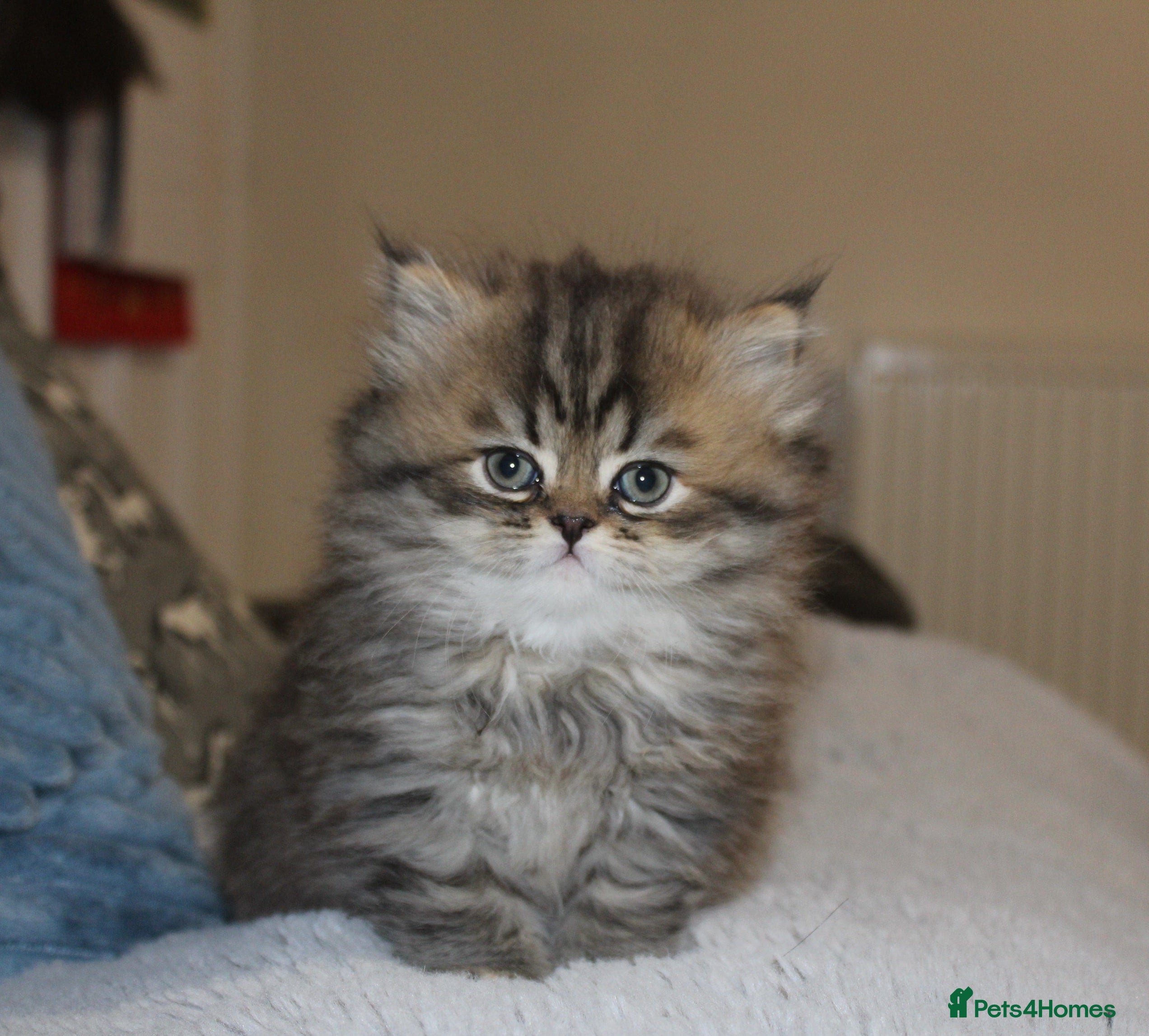 Persian cats Two Exquisite Persian Chinchilla Doll Face Kittens - Advert 1