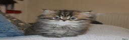 Persian cats for sale: Two Exquisite Persian Chinchilla Doll Face Kittens - Advert 1