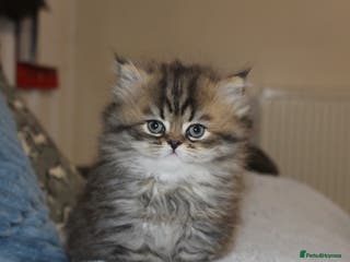 Persian cats Two Exquisite Persian Chinchilla Doll Face Kittens - Advert 1