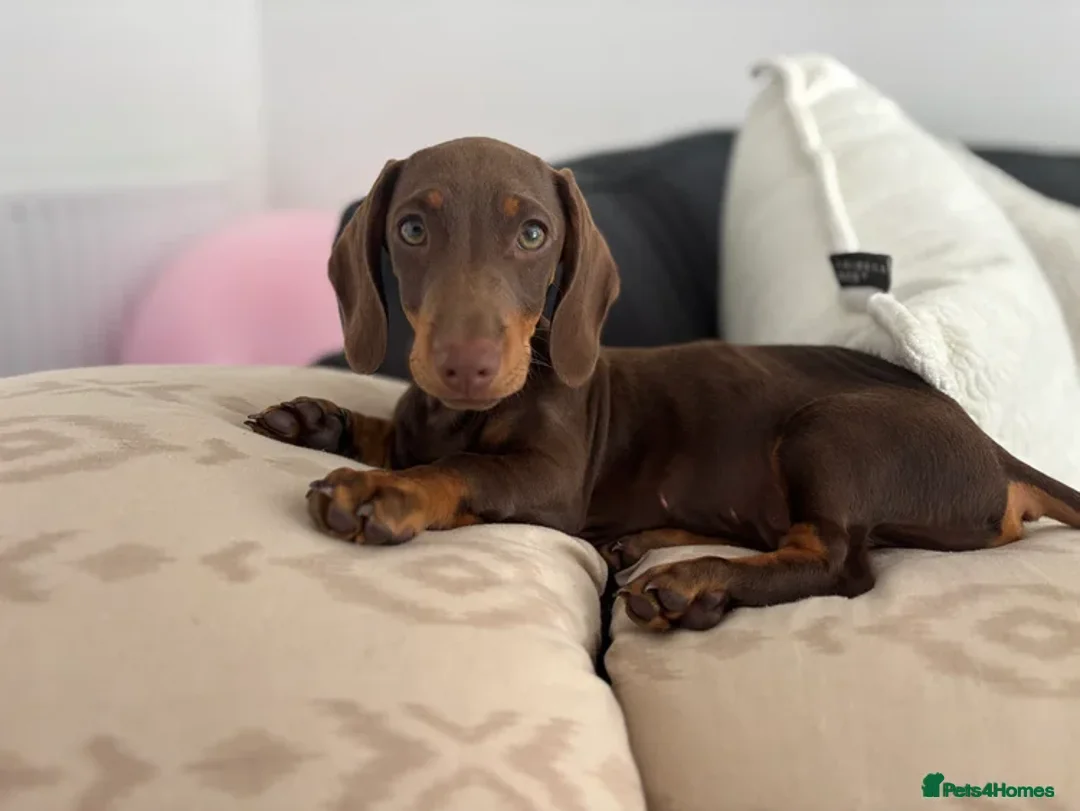 Miniature Dachshund dogs for sale: 1 year old miniature dachshund  in Musselburgh - Advert 1