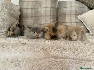 Mini Lion Lop rabbits Baby Mini Lion Lops - Advert 1