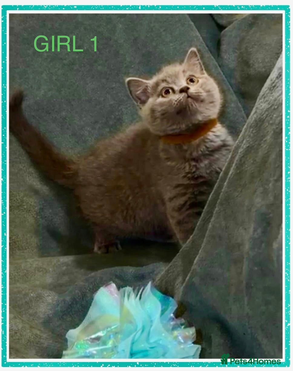 British Shorthair cats PURE BREED BSH CHUNKY KITTENS - Advert 1