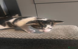 Mixed Breed cats for sale: 5 beautiful kittens  - Image 8
