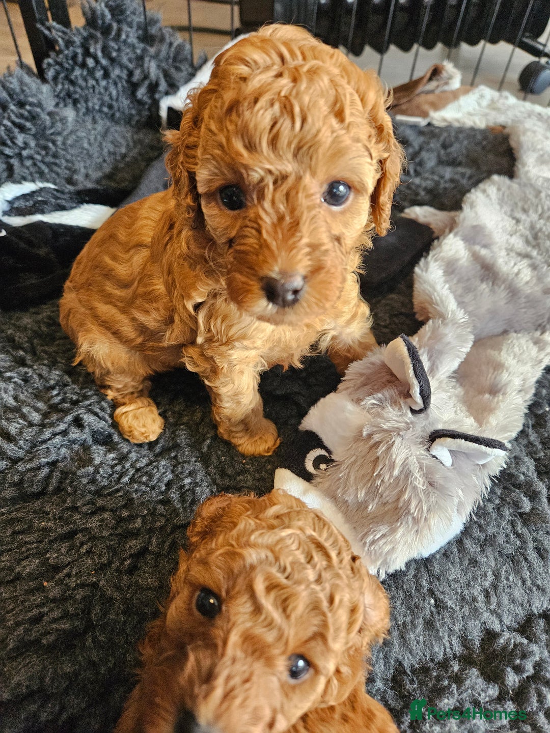 Miniature Poodle dogs for sale: Beautiful Health Tested Poodles - Advert 35