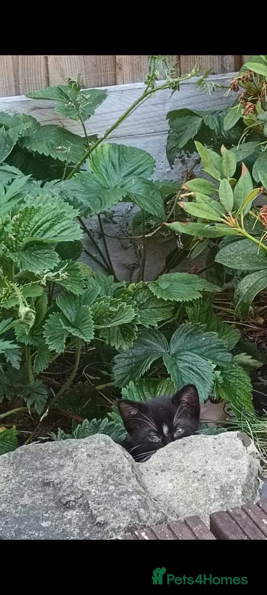 Mixed Breed cats for sale: Kittens ready to go on 15 /07 in Crewe - Advert 6