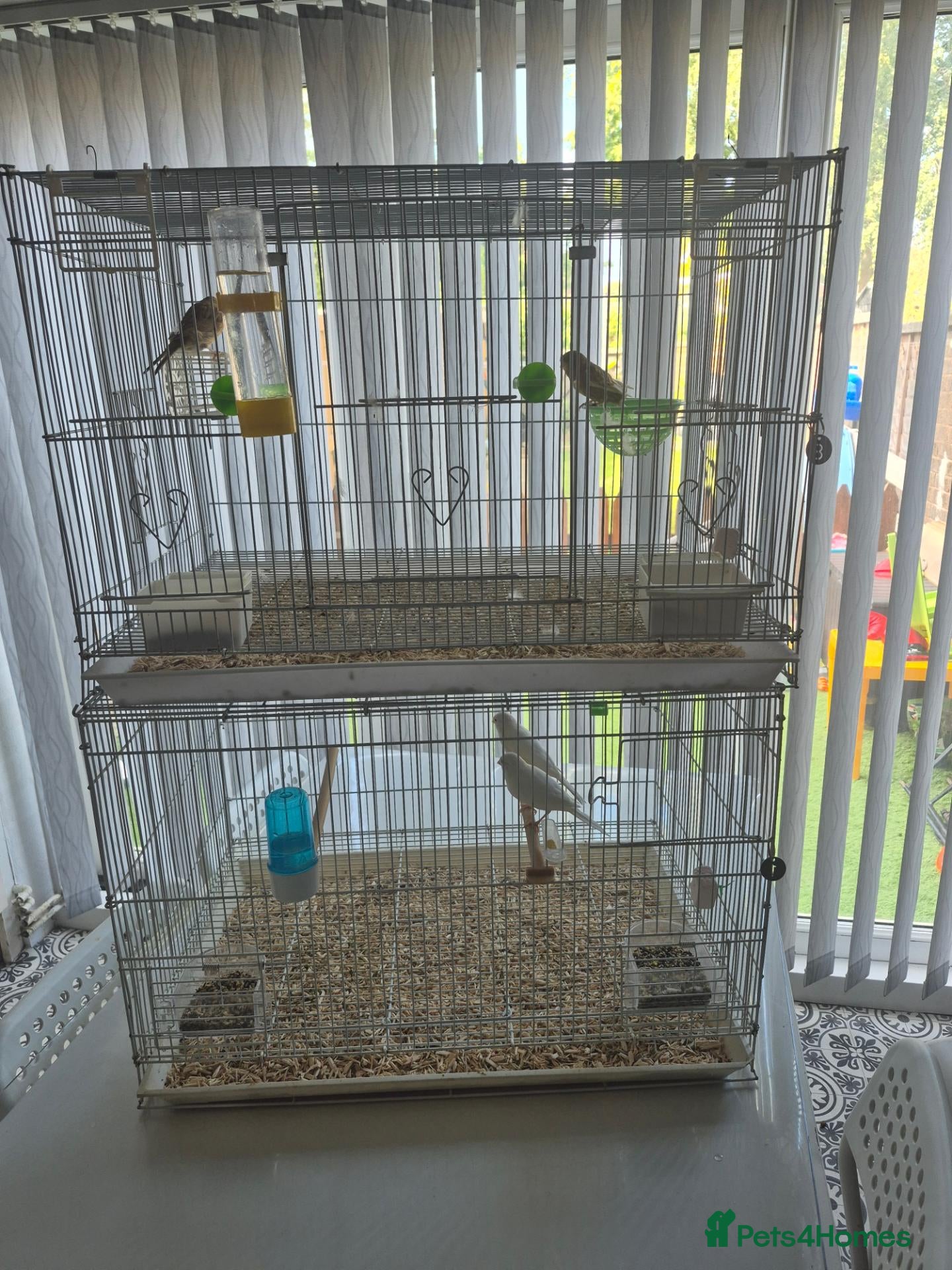 Mixed Breed birds Cannry 30  and cannry and  cage 50 - Advert 8