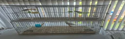 Mixed Breed birds for sale: Cannry 30  and cannry and  cage 50 - Advert 1