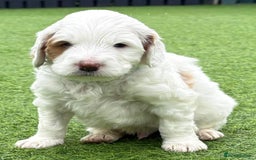 Australian Labradoodle dogs for sale: Australian Labradoodle Puppies  - Image 26