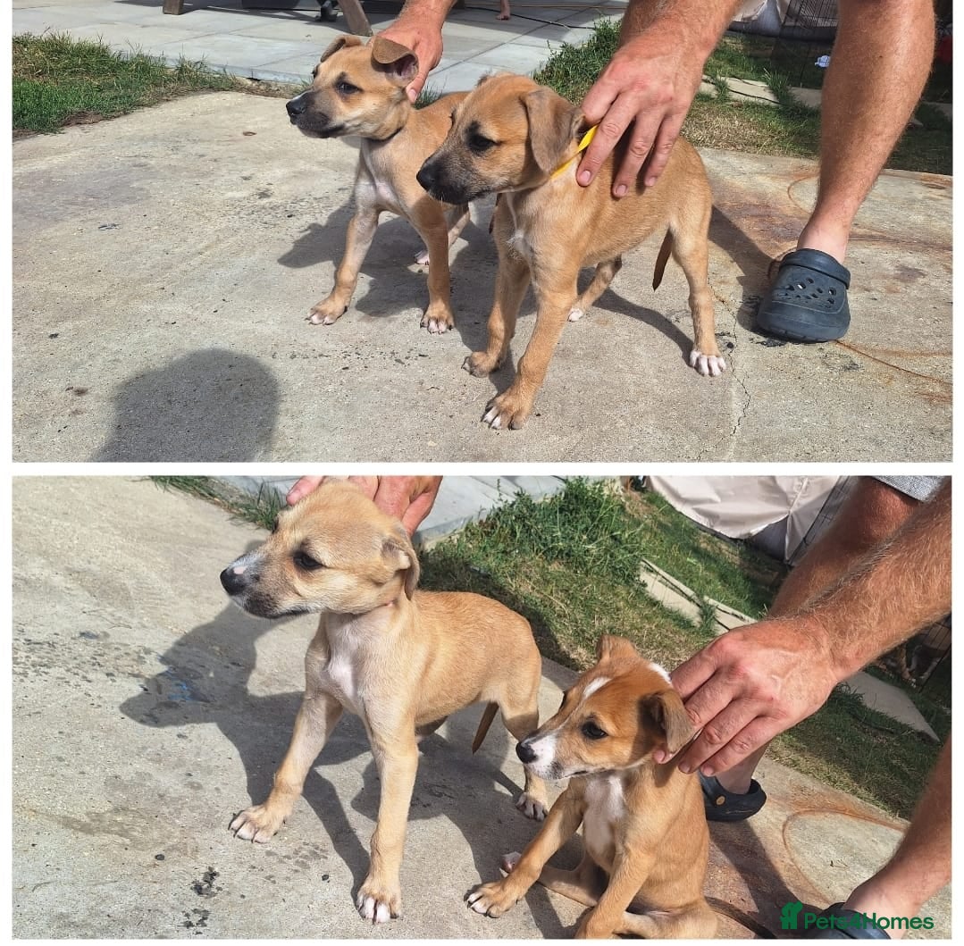 Lurcher dogs 4 Lurcher pups left - Advert 1