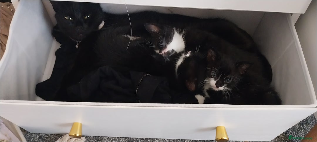 Mixed Breed cats for sale: Three beautiful tuxedos - MMF - Image 4