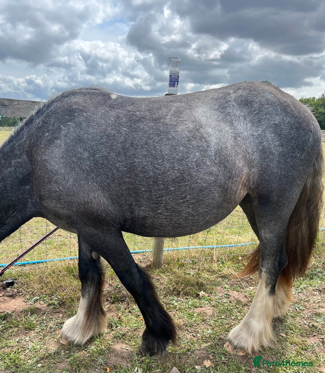 Irish Cob horses for sale: Luna 2 year old mare  - Image 3