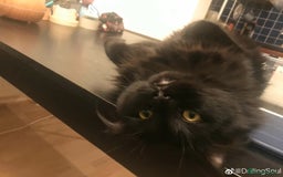 Ragdoll cats for sale: Sensitive Ragdoll Cross Needs a Forever Family - Image 6
