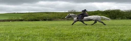Appaloosa horses for sale: All rounder pony - Advert 6