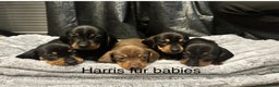 Miniature Dachshund dogs for sale: 4 Beautiful short haired mini Dachshunds  - Advert 6