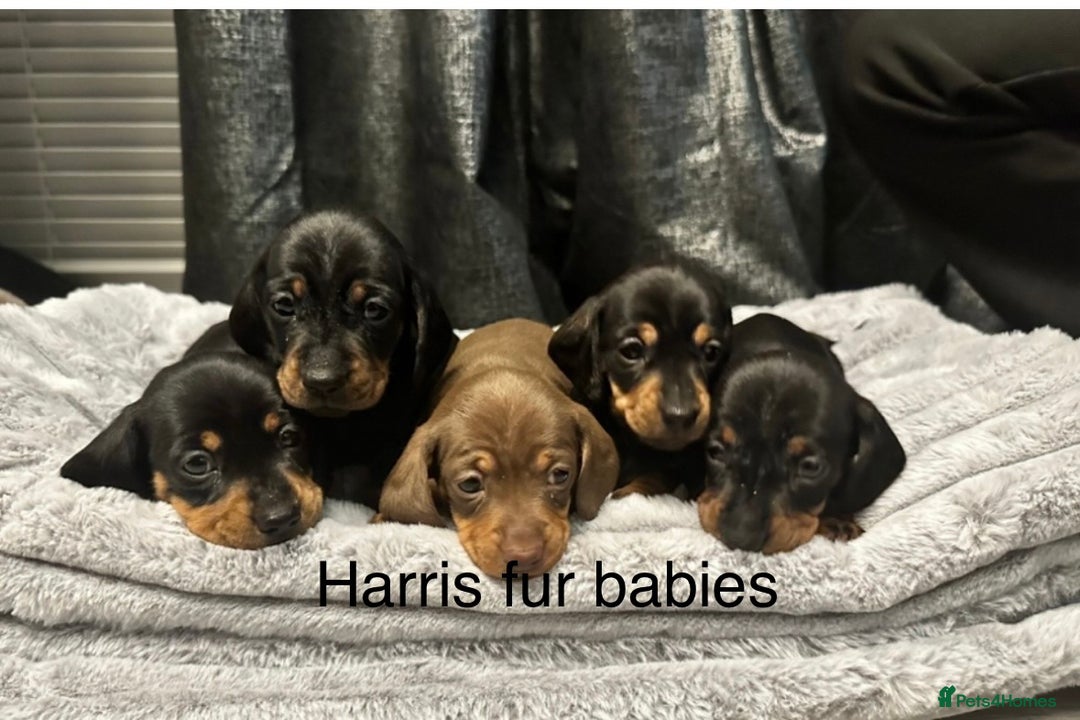 Miniature Dachshund dogs for sale: 4 Beautiful short haired mini Dachshunds  - Advert 6