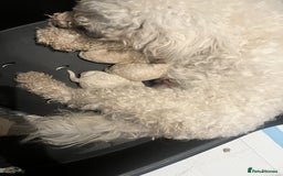 Maltipoo dogs for sale: Stunning Maltipoo Puppies  - Image 12