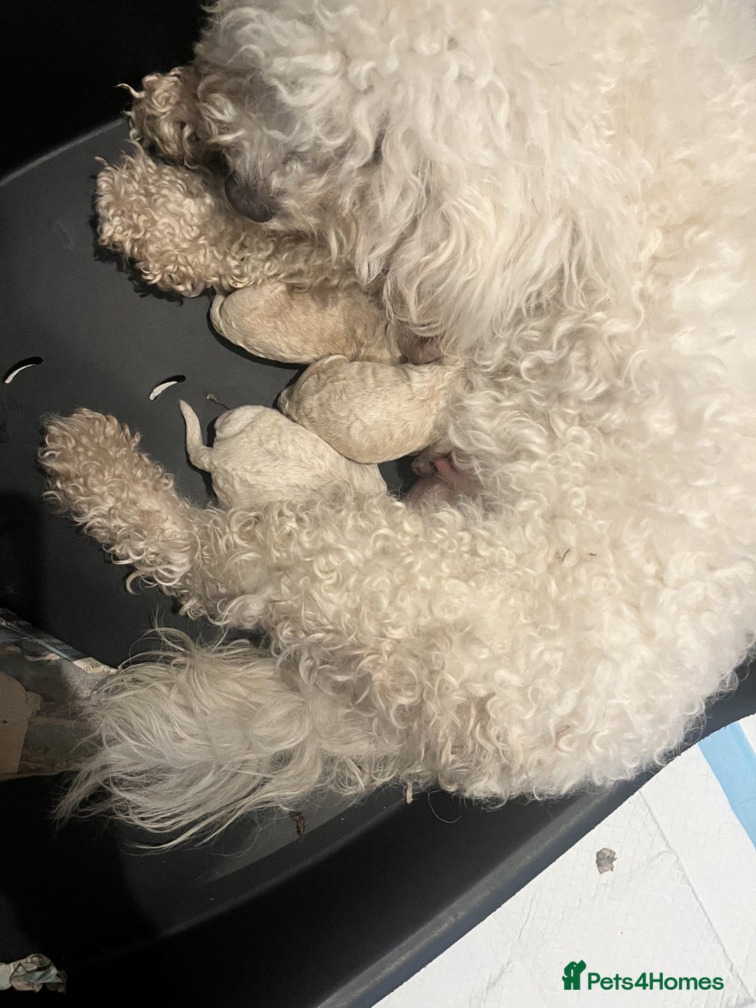 Maltipoo dogs for sale: Stunning Maltipoo Puppies  - Image 12