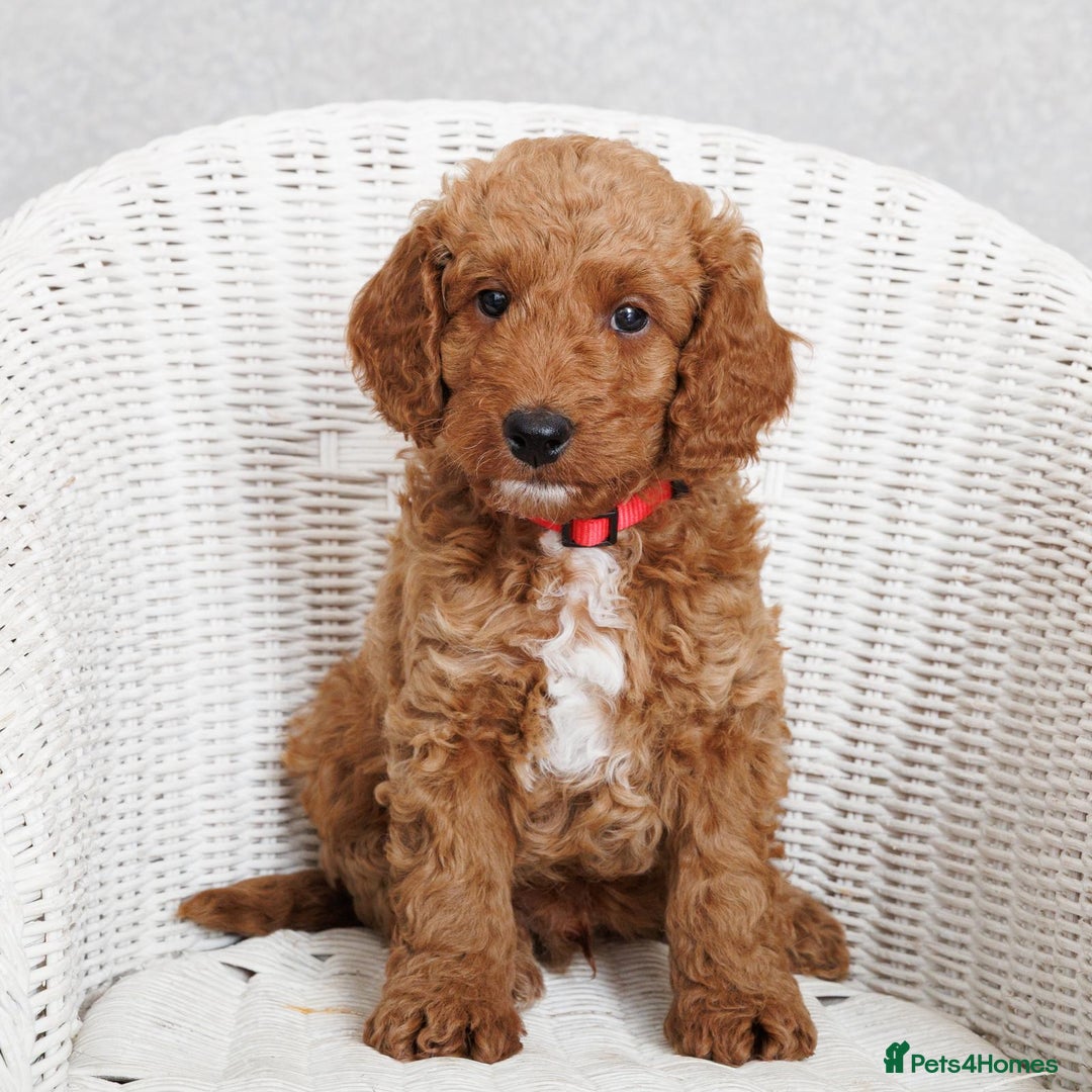 Cockapoo dogs for sale: Beautiful Cockapoo, looking for his forever home.  - Advert 1