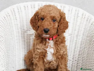 Cockapoo dogs Beautiful Cockapoo, looking for his forever home. - Advert 10