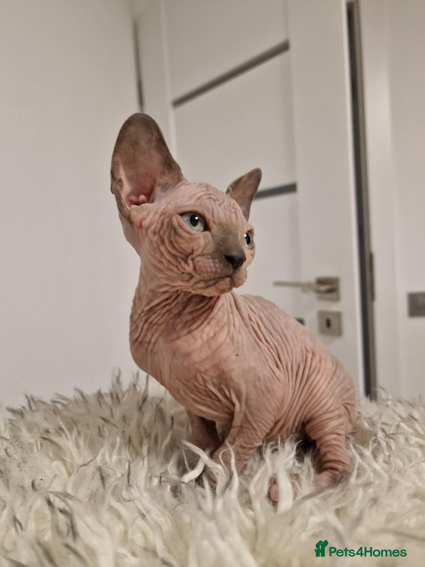 Sphynx cats Full pedigree sphynx kittens  - Advert 17