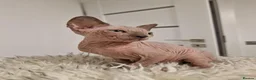 Sphynx cats for sale: Full pedigree sphynx kittens  - Advert 1